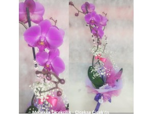 Orkide Mor Tek Dal